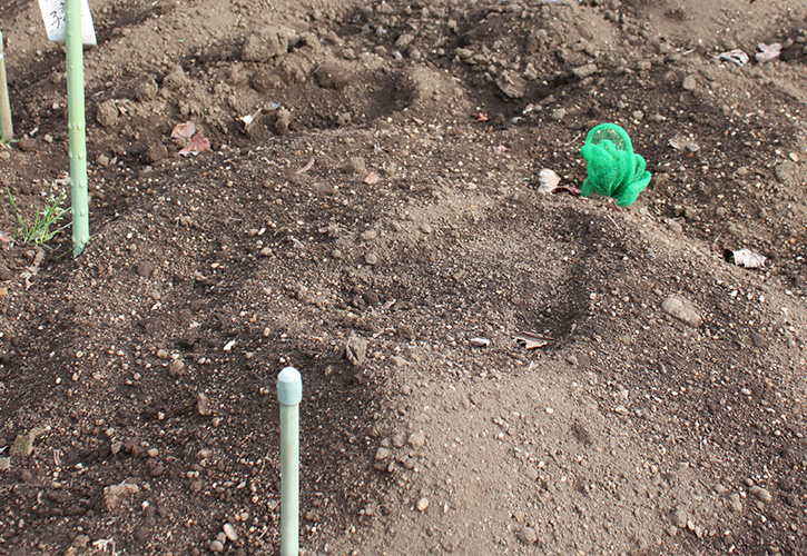 里芋を土の中で保存