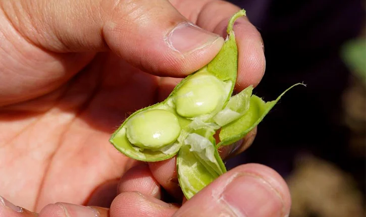 美味しい「ちゃ豆」は畑が教えてくれる