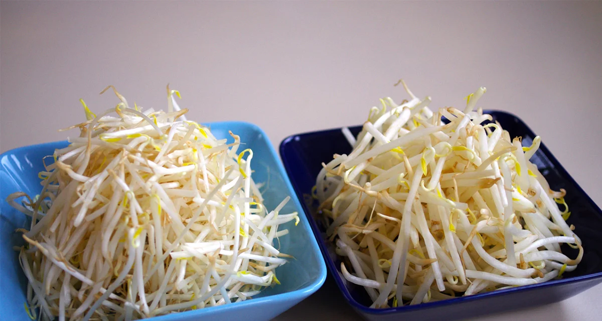 お助け野菜！もやしのおすすめ保存法