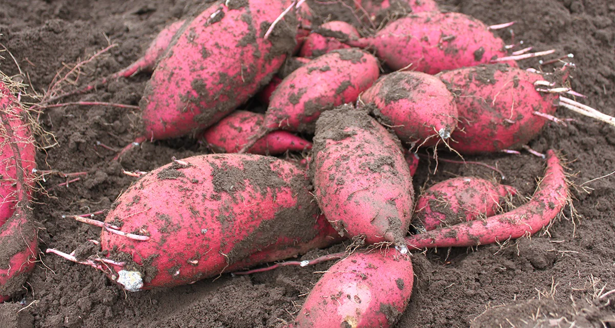 ねっとり系・ほくほく系。どちらがお好き？さつま芋の食べ比べ