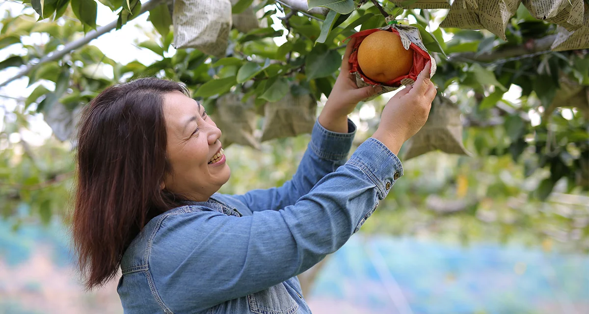 時間をかけて丁寧に　お客さんの笑顔のために作られた梨/香川・三豊市　宮﨑和代さん