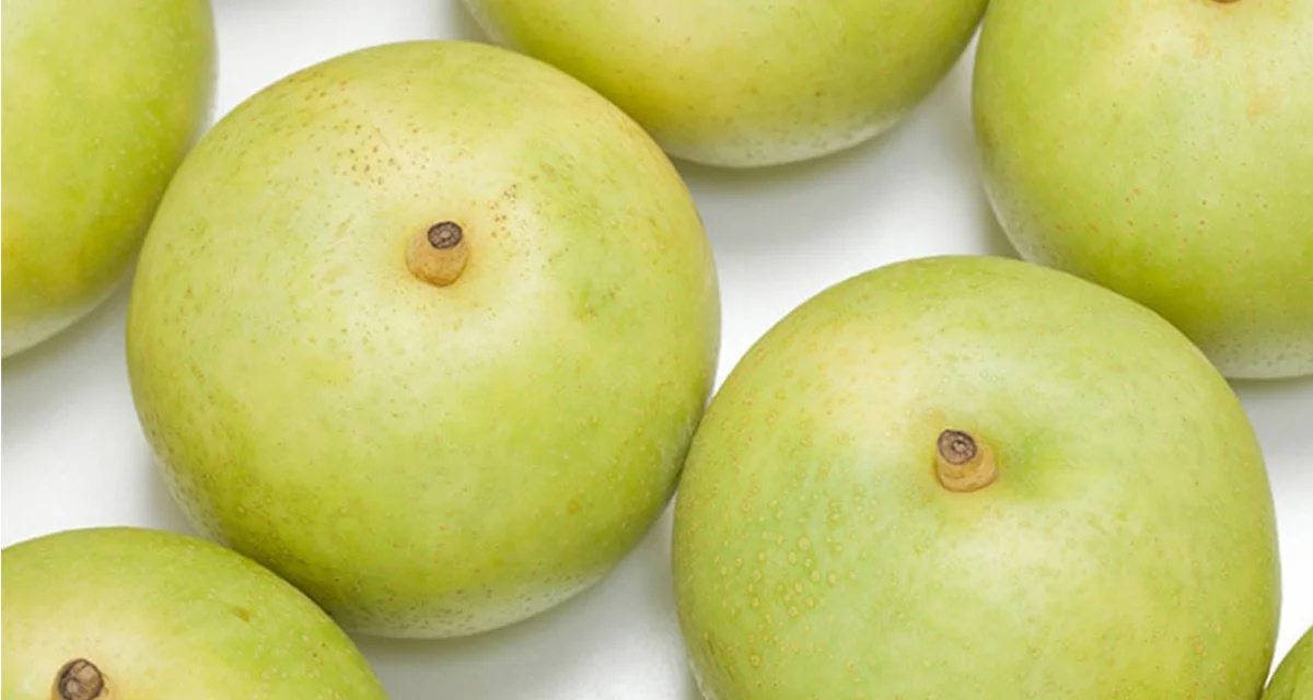 鳥取といえば、20世紀梨。作り手から見たその特徴とは！？