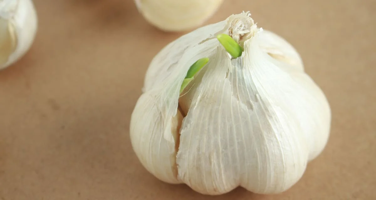 にんにくの芽は食べても大丈夫？