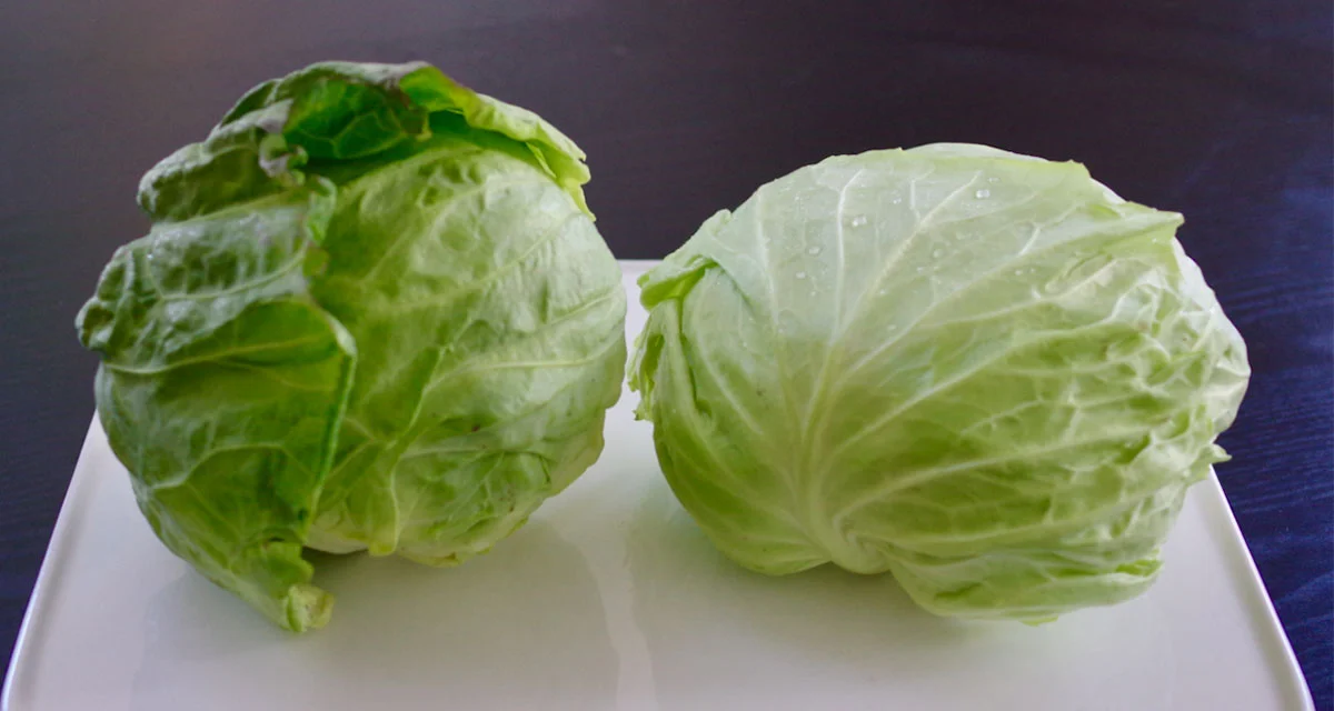 季節で、部分で味わい変わる！？キャベツのおいしさ