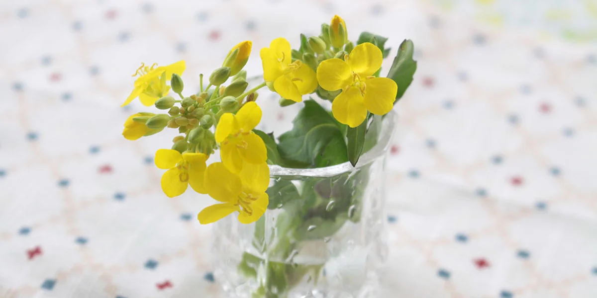 菜の花って何の花？