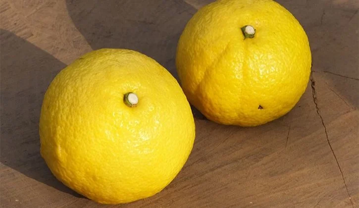 見た目は酸っぱそう？春のみかん「はるか」