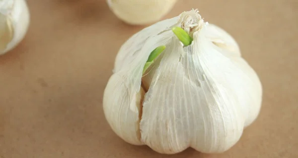 にんにくの芽は食べても大丈夫？