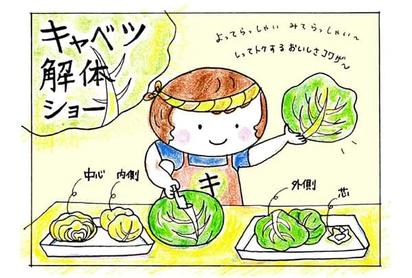食べよう、キャベツ！切り方しだいで、もっと美味しく
