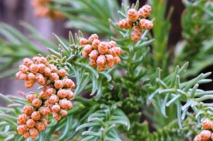 花粉症
