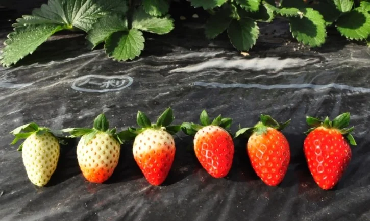いちごの出荷