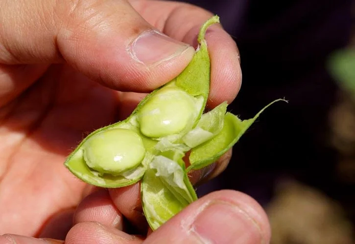 だだ茶豆
