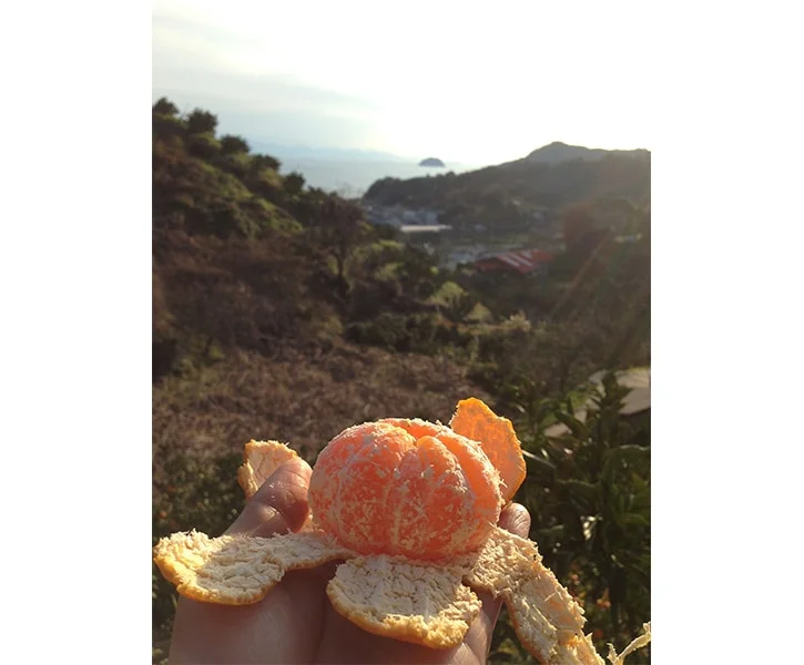 みかんの季節はもうすぐ