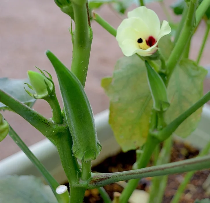 オクラの花