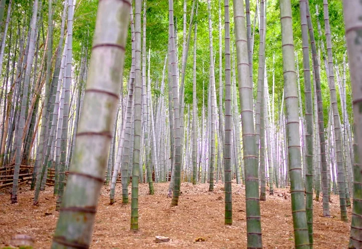 竹林