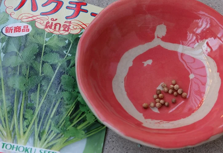 パクチー