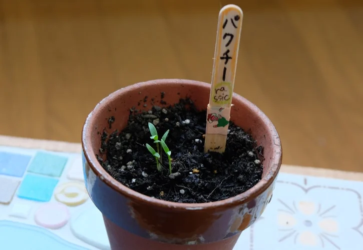 パクチーを育ててみる