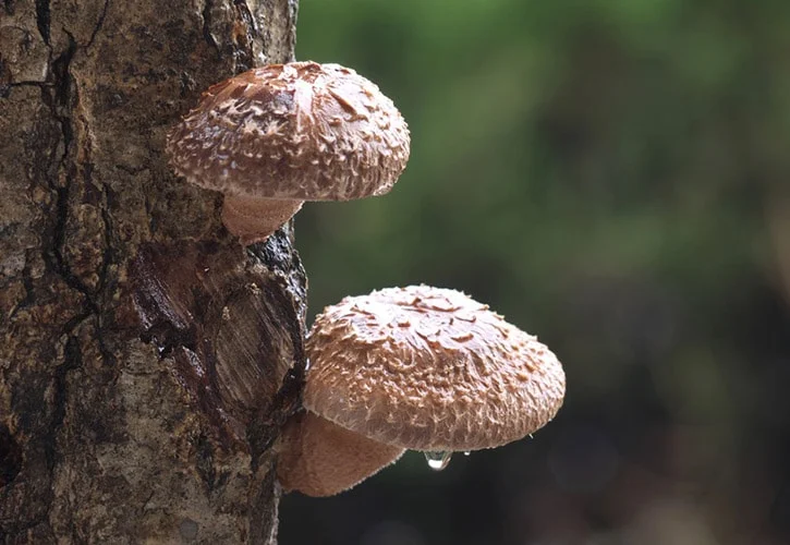 椎茸