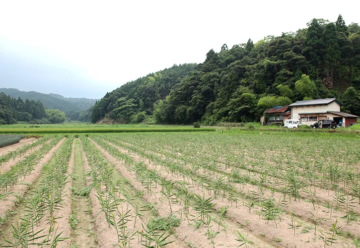 生姜畑