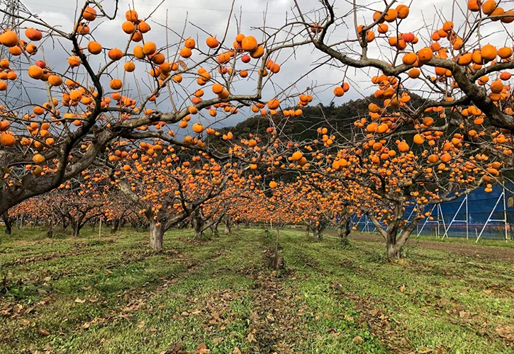 花御所柿