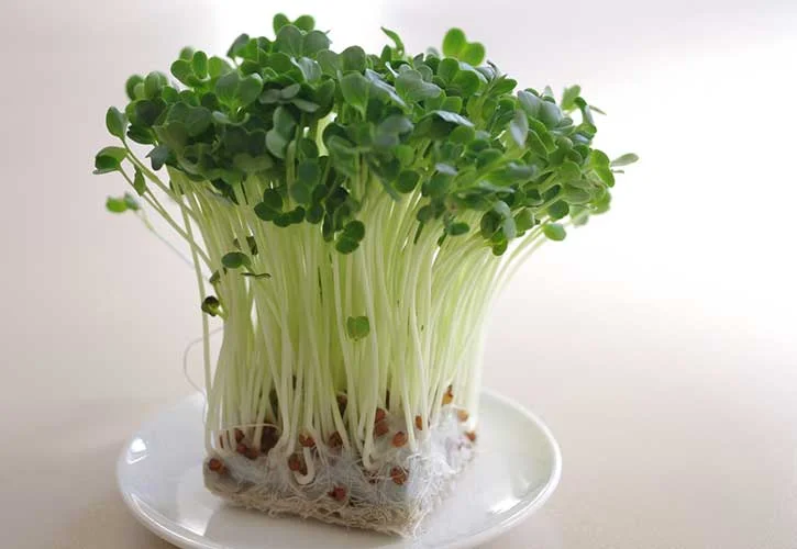 かいわれ菜