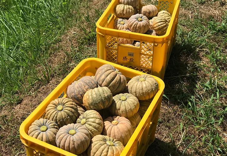 半原かぼちゃは飛騨美濃伝統野菜