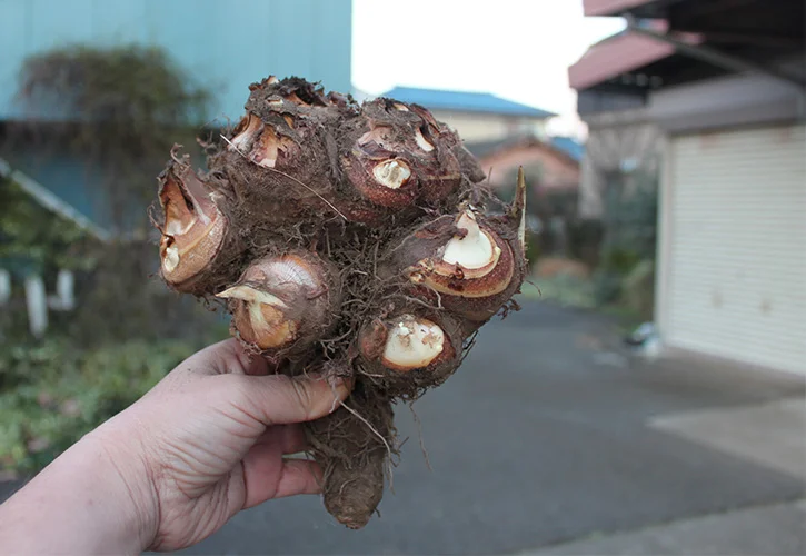 八頭という名の里芋