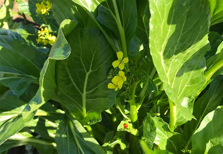 vegelife