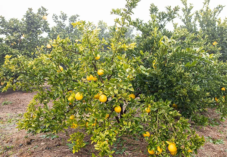 矢野