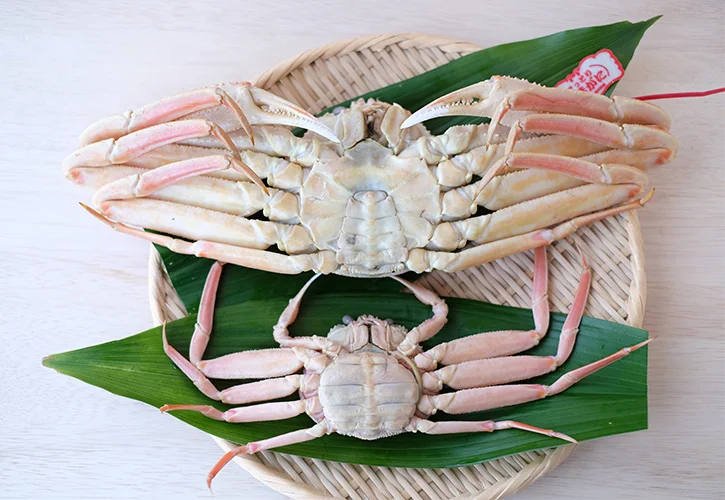 松葉ガニオス・メス裏