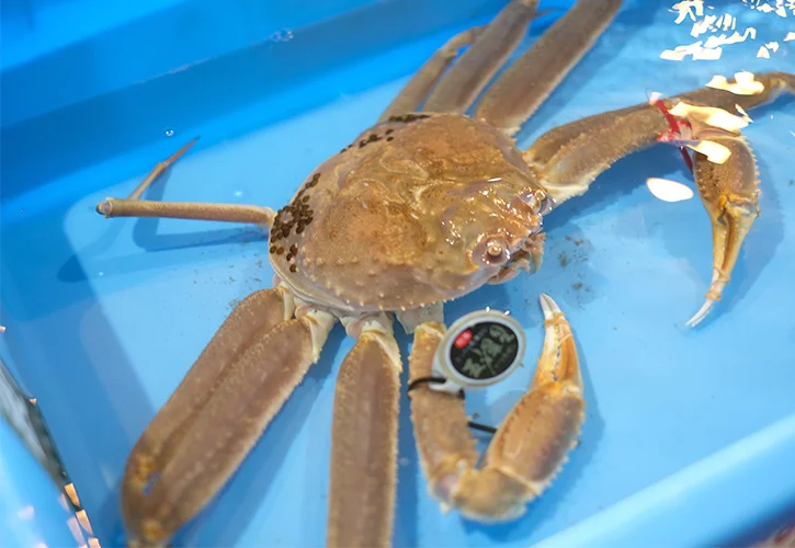 松葉ガニ水
