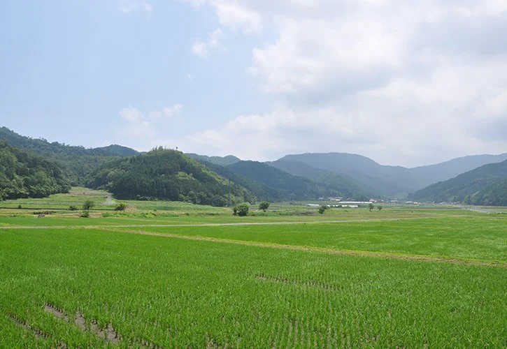 鳥取市のお米