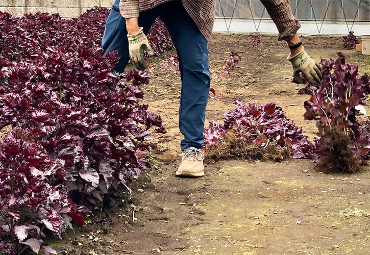 赤紫蘇収穫