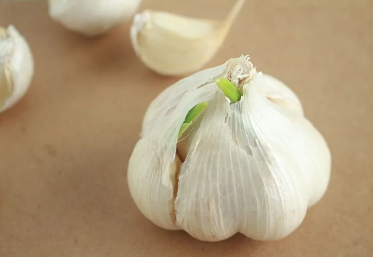 にんにく株