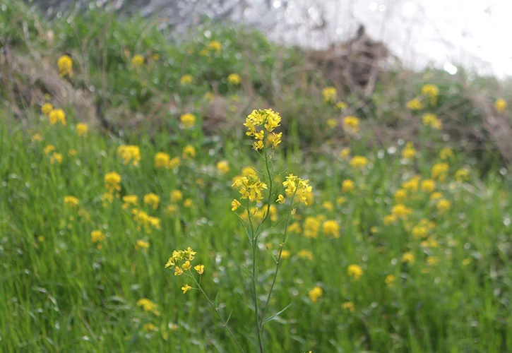 菜の花風景