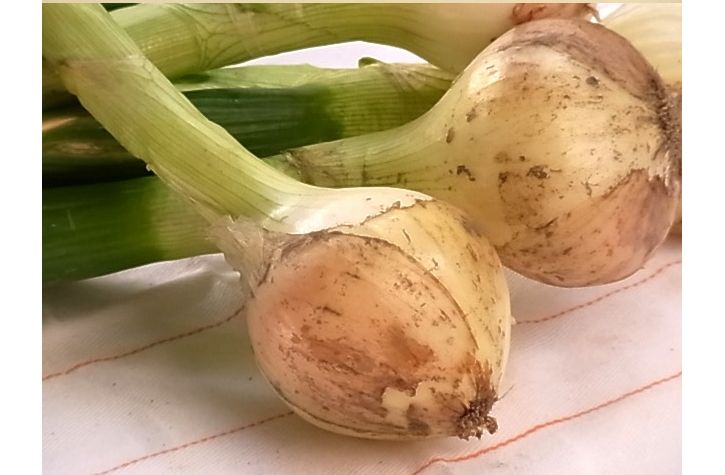 新玉ねぎ