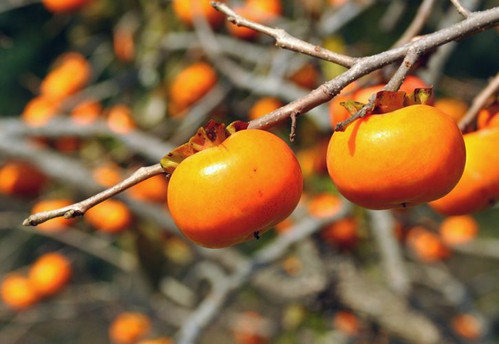 柿の代名詞 富有柿の食べごろ