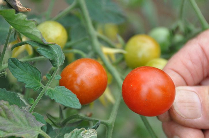 食材のはしりとなごり