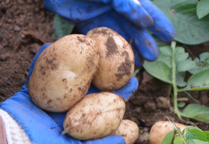 じゃがいもの収穫