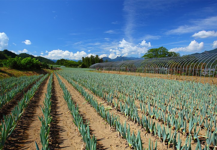 ねぎ湯で風邪予防