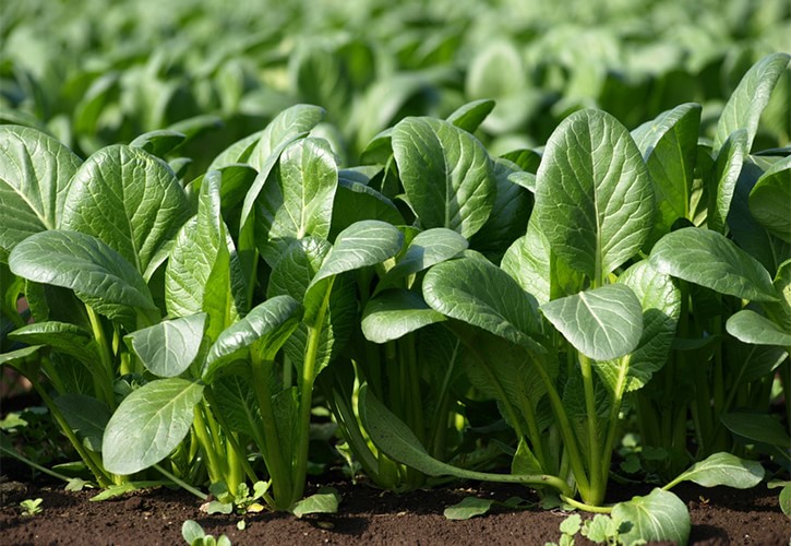 ほうれん草と小松菜の違い