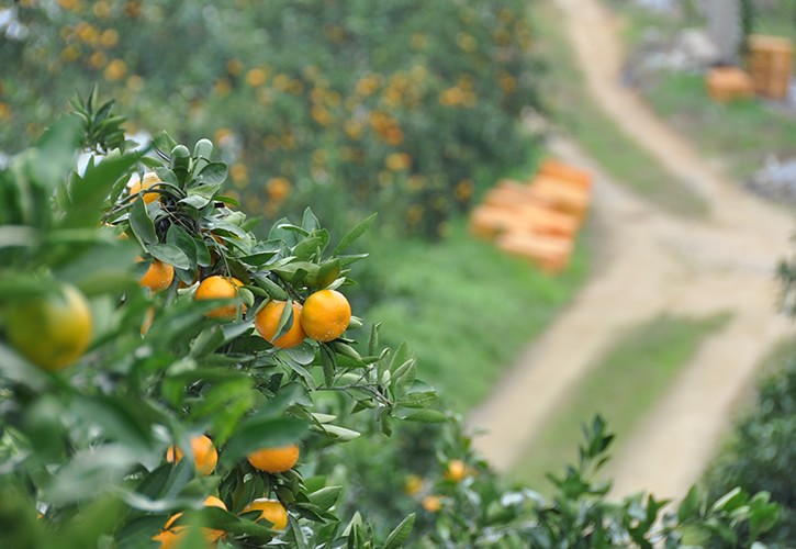 みかんの品種を知る