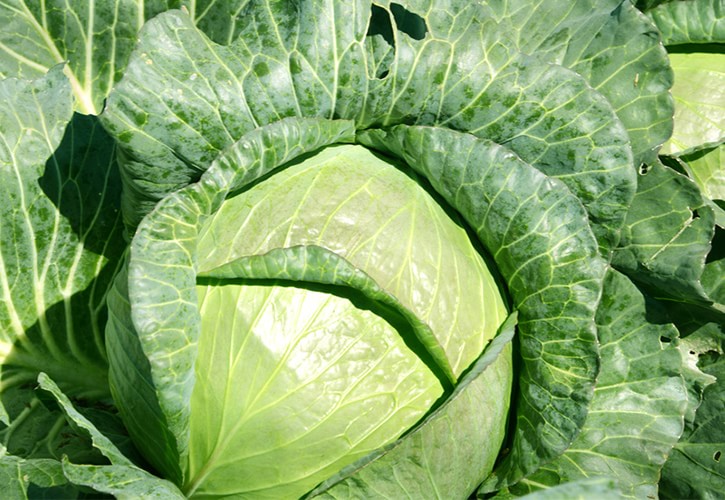 キャベツの千切りと揚げ物