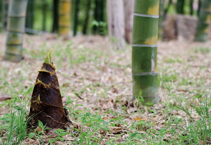 たけのこ前線北上中