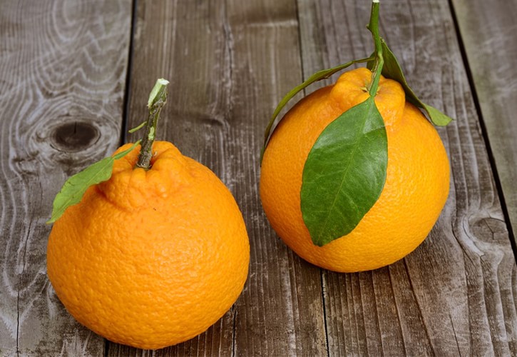 ポンカン、柑橘の品種