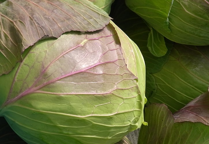 冬キャベツ