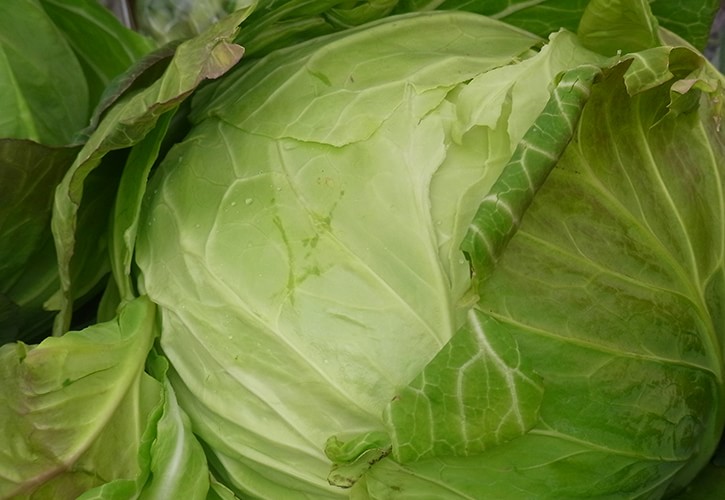 春キャベツ