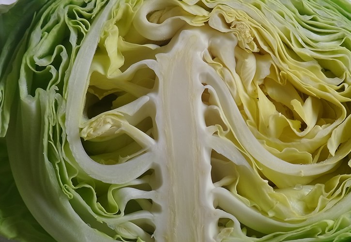 春キャベツの断面