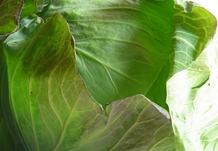 キャベツの部位