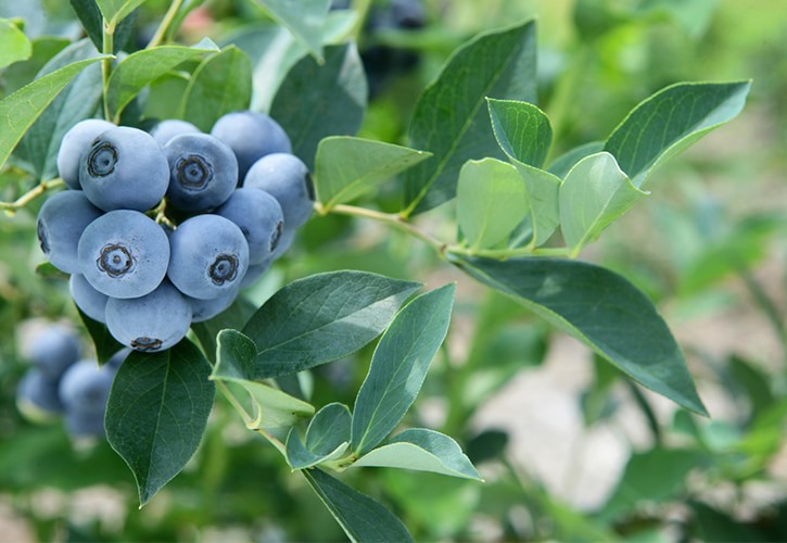 ブルーベリーとポリフェノール