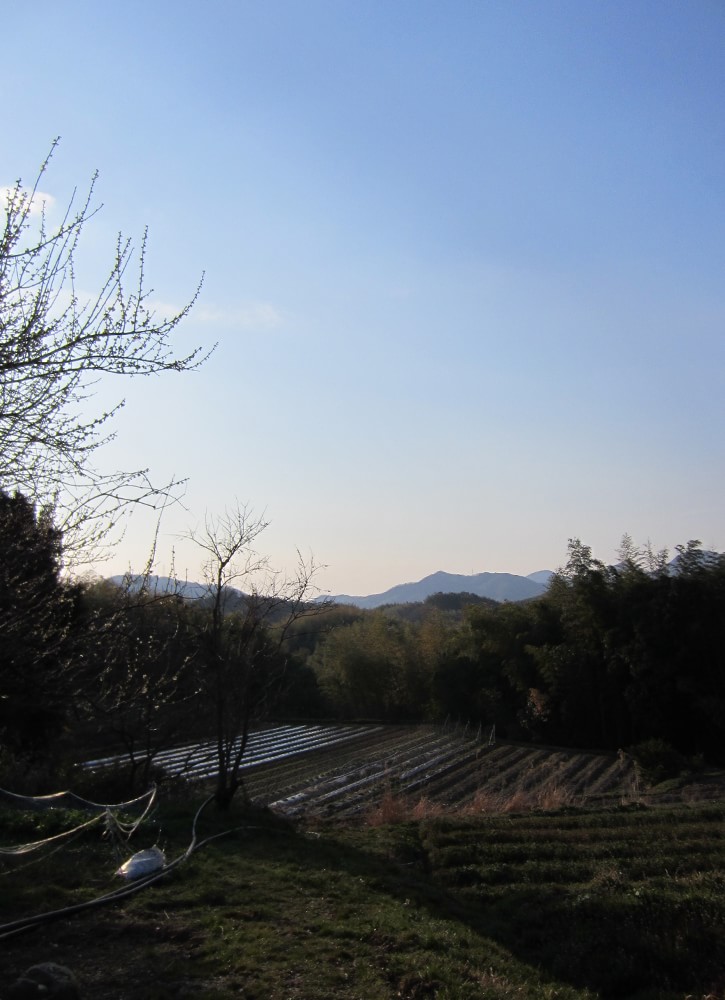 日本人にはミネラルが不足している